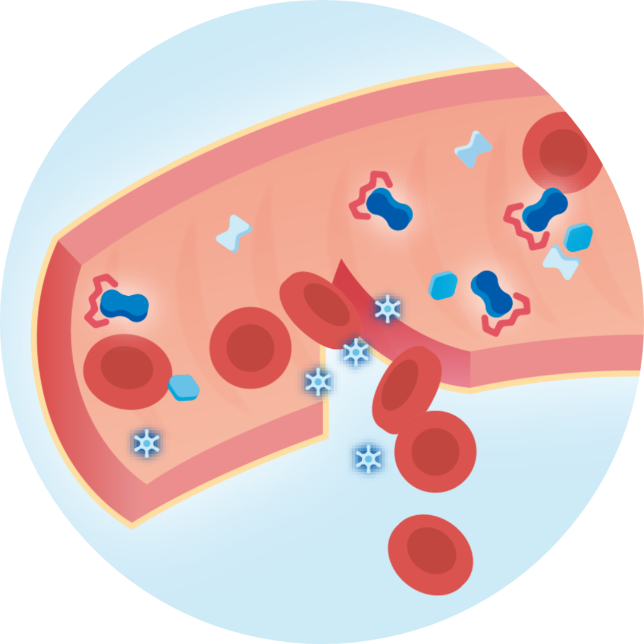 Clotting cascade how blood clots form