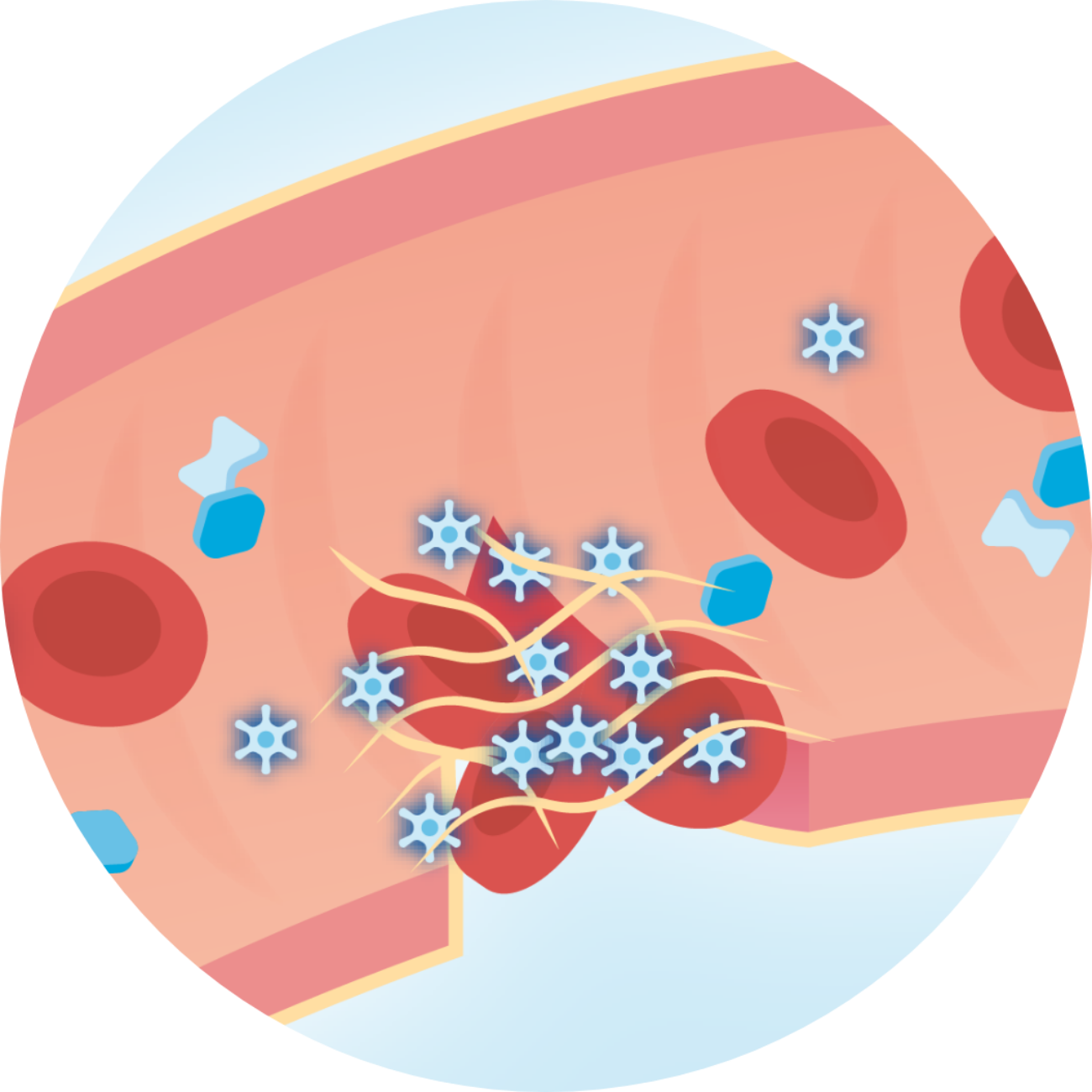 Clotting Cascade How Blood Clots Form