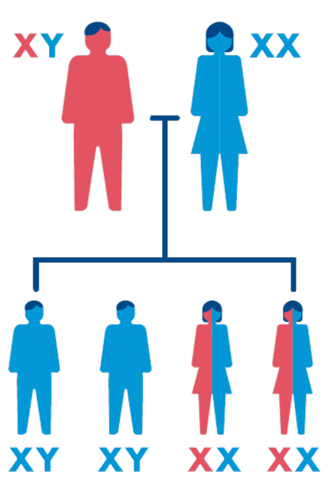 When a father has hemophilia & the mother does not, male children can't inherit hemophilia. Female children will be carriers.