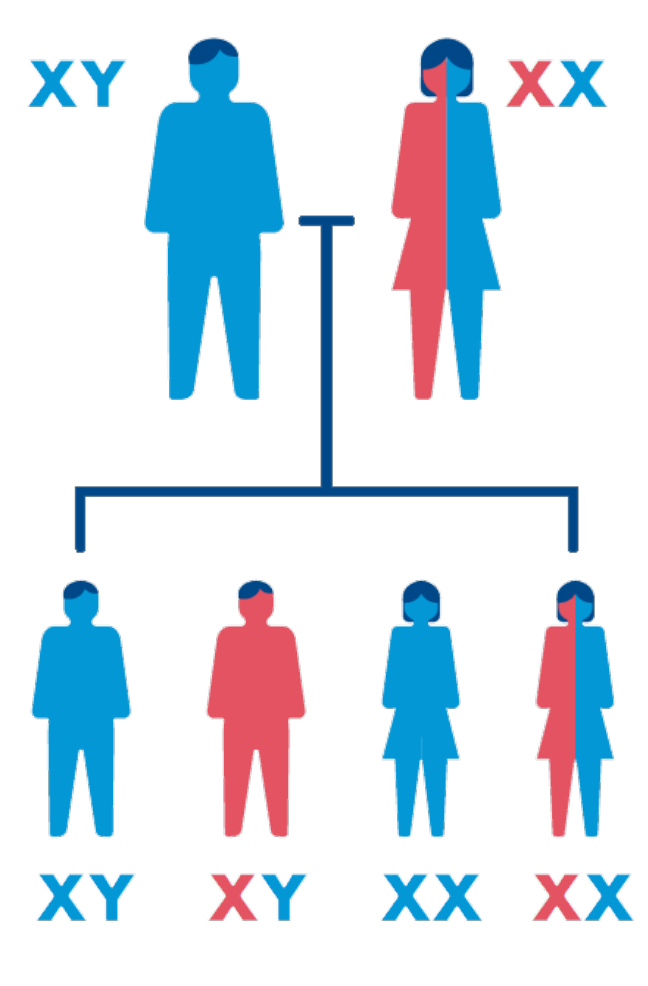 When a mother carries the hemophilia gene, there is a 50% chance male children get hemophilia & a 50% chance female children will be carriers.